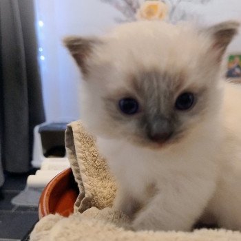 chaton Ragdoll blue point Chatterie des Dolls Lovers