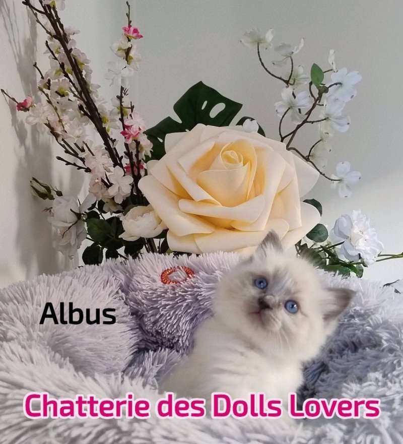 Flocon Mâle Ragdoll