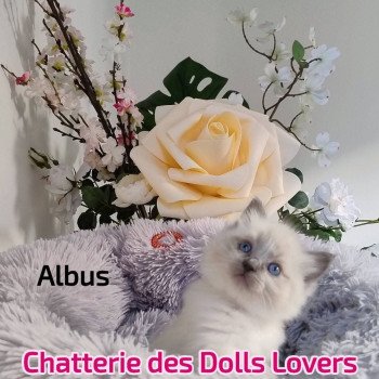 chaton Ragdoll blue point Albus Chatterie des Dolls Lovers