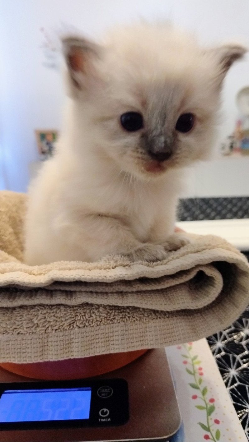 Atlas V Mâle Ragdoll