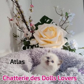 chaton Ragdoll blue point Atlas V Chatterie des Dolls Lovers
