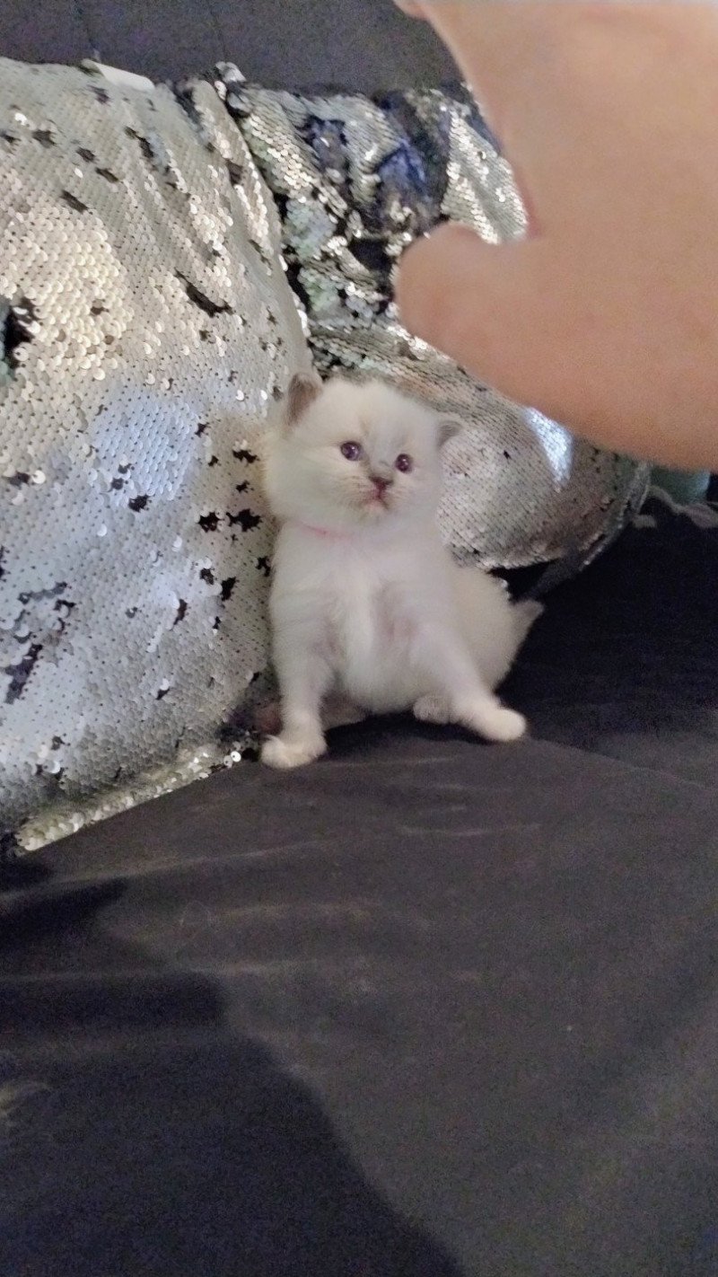 Azure Femelle Ragdoll