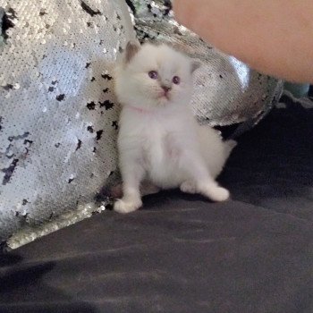 chaton Ragdoll blue point Chatterie des Dolls Lovers