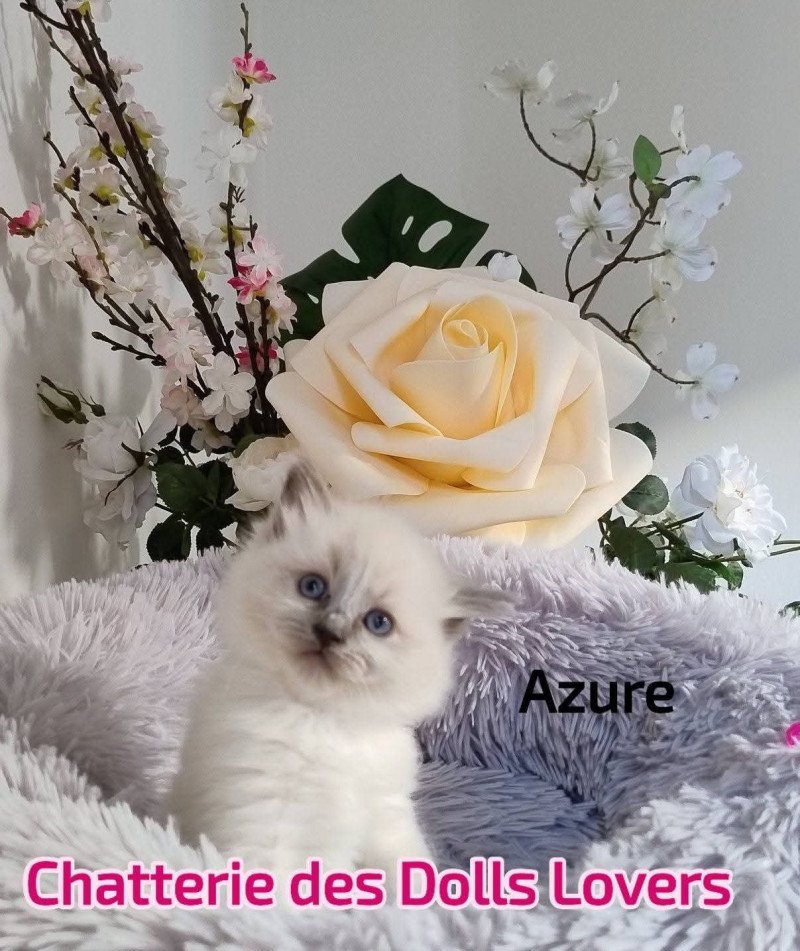 Azure Femelle Ragdoll