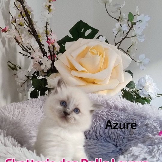 Azure Femelle Ragdoll