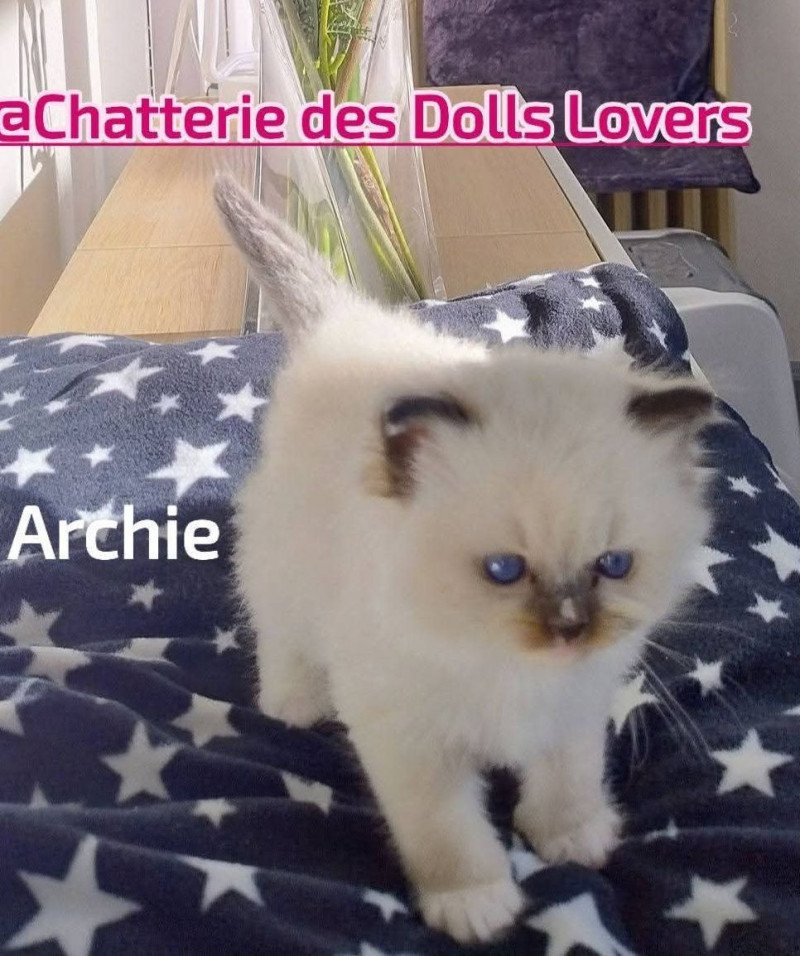 Archie Mâle Ragdoll