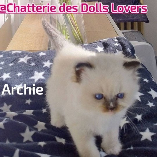 Archie Mâle Ragdoll