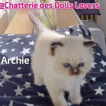 chaton Ragdoll black mitted Archie Chatterie des Dolls Lovers