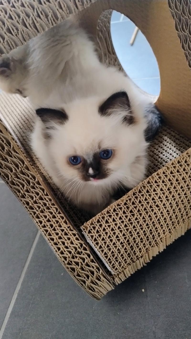 Archie Mâle Ragdoll