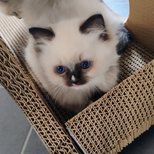 Archie Mâle Ragdoll