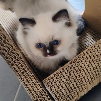 chaton Ragdoll black mitted Archie Chatterie des Dolls Lovers