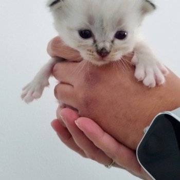chaton Ragdoll brown tabby mitted Chatterie des Dolls Lovers