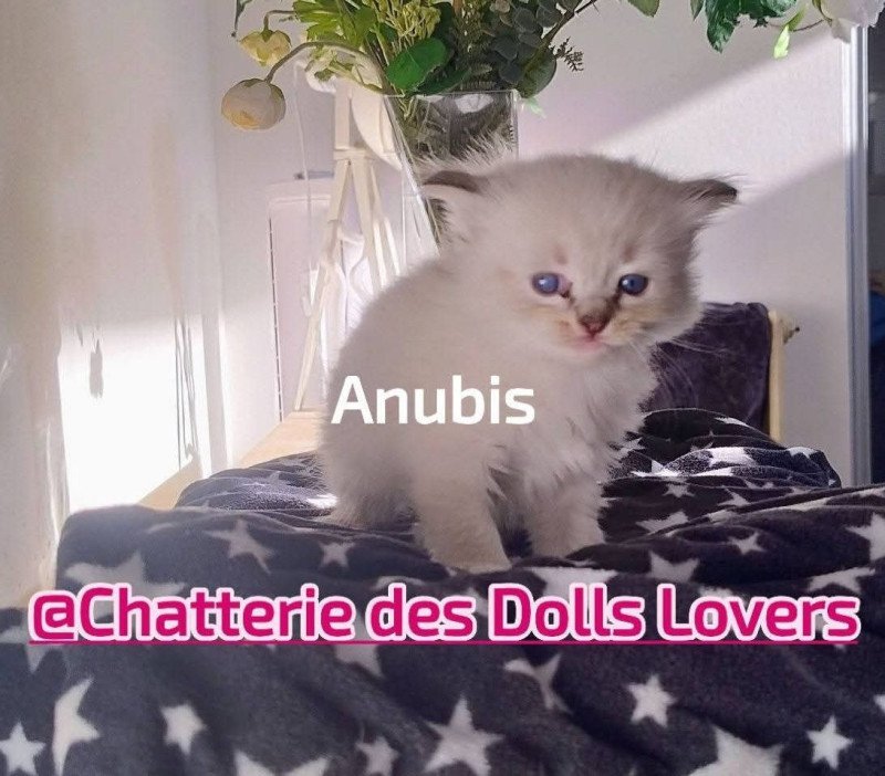 Anubis Mâle Ragdoll