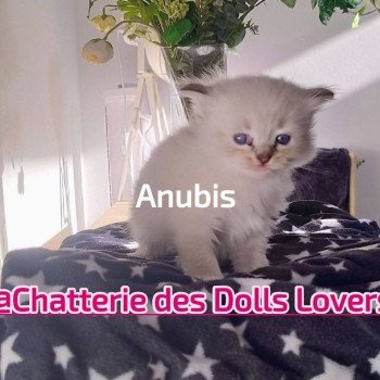 chaton Ragdoll brown tabby mitted Anubis Chatterie des Dolls Lovers
