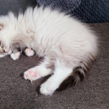 chaton Ragdoll brown tabby mitted Anubis Chatterie des Dolls Lovers