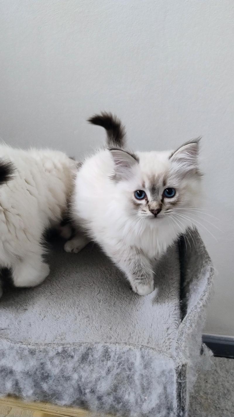 Anubis Mâle Ragdoll