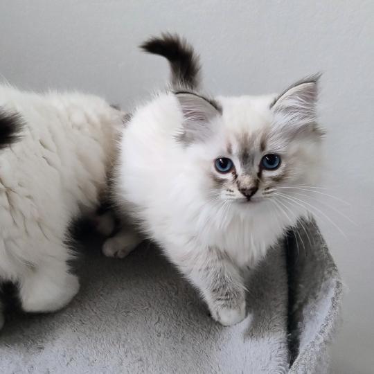 Anubis Mâle Ragdoll