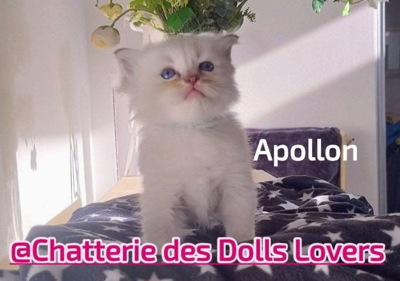 Apollon Mâle Ragdoll