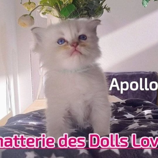 Apollon Mâle Ragdoll