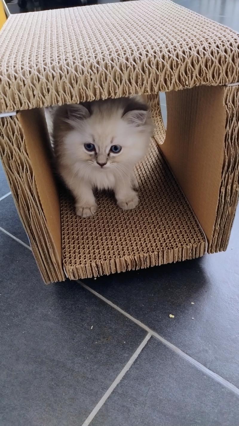 Apollon Mâle Ragdoll