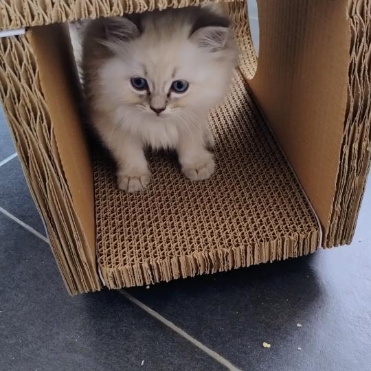 Apollon Mâle Ragdoll