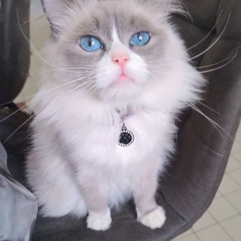 Taya Femelle Ragdoll