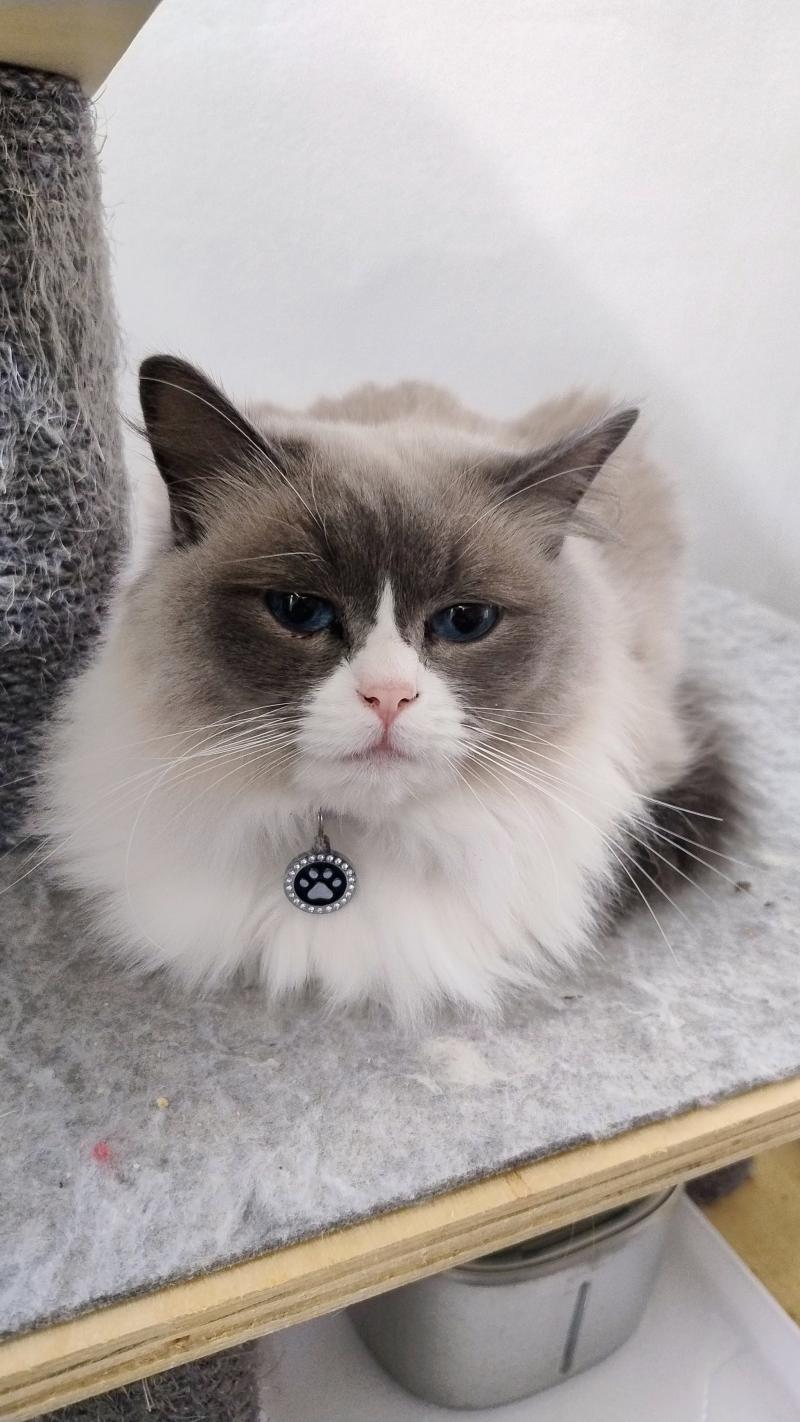 Taya Femelle Ragdoll