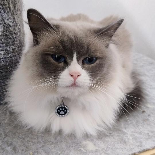 Taya Femelle Ragdoll