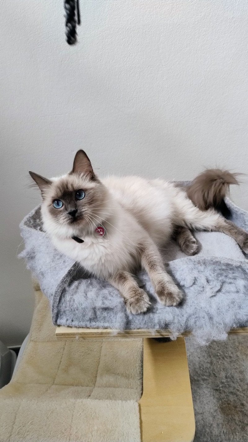 Tessa Femelle Ragdoll