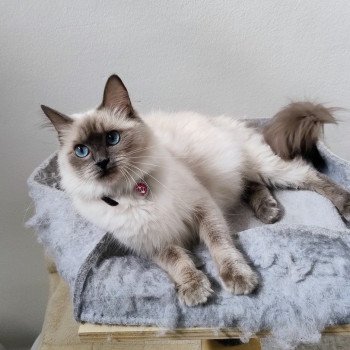 Tessa Femelle Ragdoll