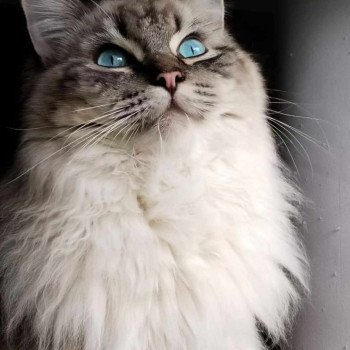 Uki Mâle Ragdoll