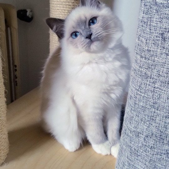 Végas Femelle Ragdoll