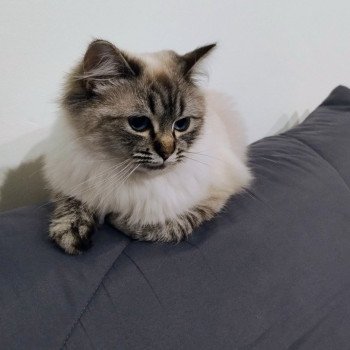 chaton Ragdoll brown tabby Vénus Chatterie des Dolls Lovers