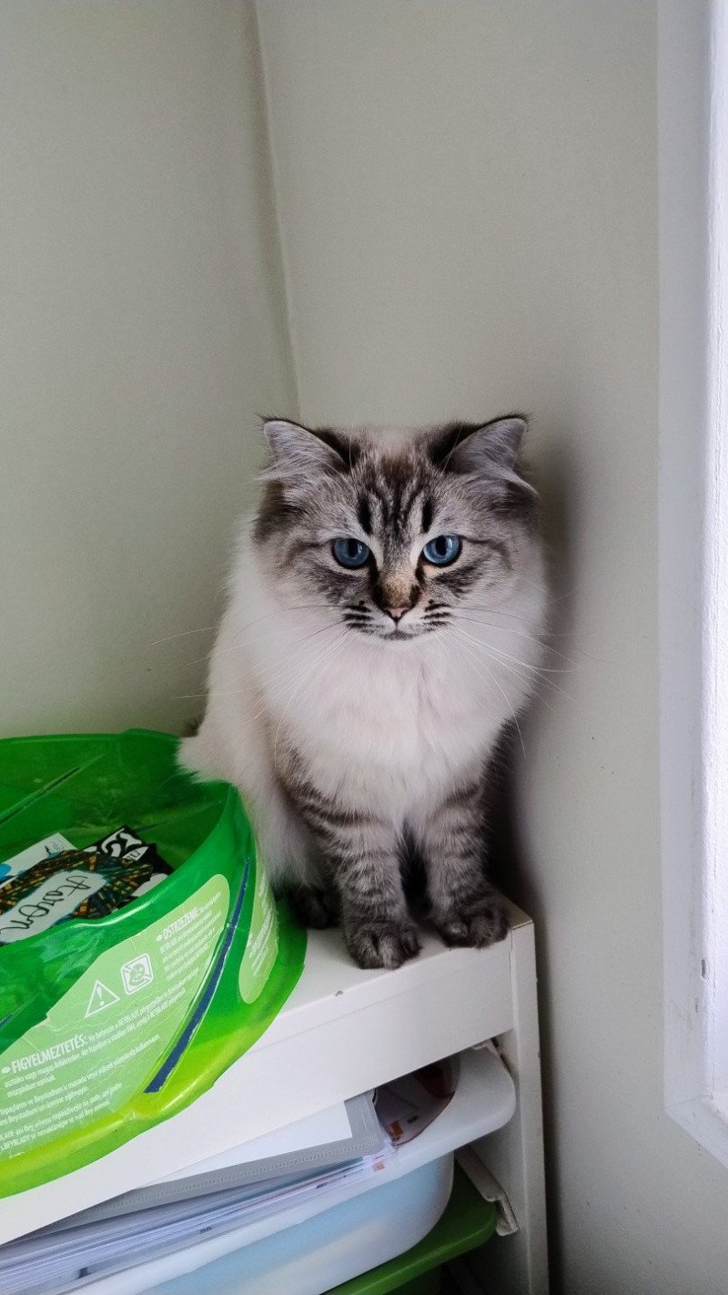 Vénus Femelle Ragdoll