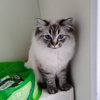 chaton Ragdoll brown tabby Vénus Chatterie des Dolls Lovers