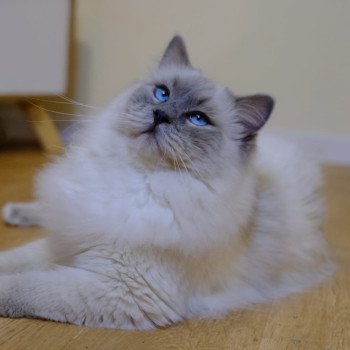 Zorro Mâle Ragdoll