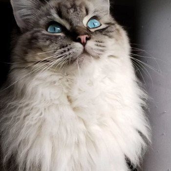 Portée Taya- Uki ❤️