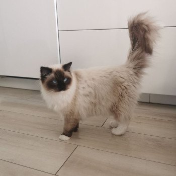 Portée Tessa- T-rex ❤️