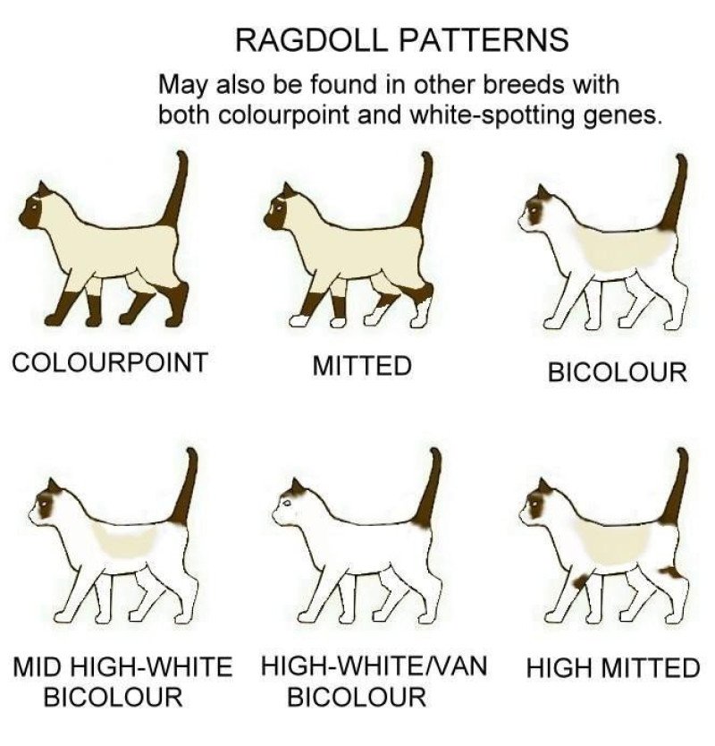 ragdoll patron