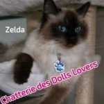 Zelda 1 an