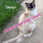 Zéphyr 1 an